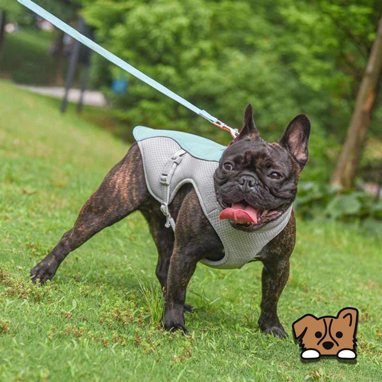 Dog Cooling Vest