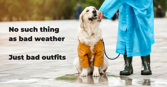 Tips for Rainy Day Walks With Your Dog