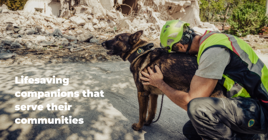 The History and Heroism of Rescue Dogs