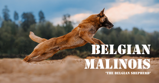 Meet the Belgian Malinois