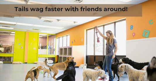 Dog Daycare: How It Started and Why It Matters