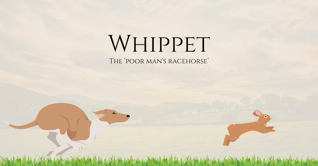 whippet, the "poor man's racehorse"