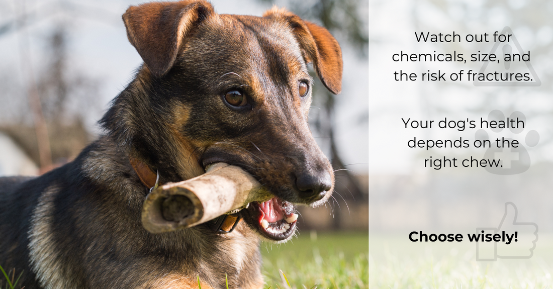 Are Chew Bones Safe for Dogs?